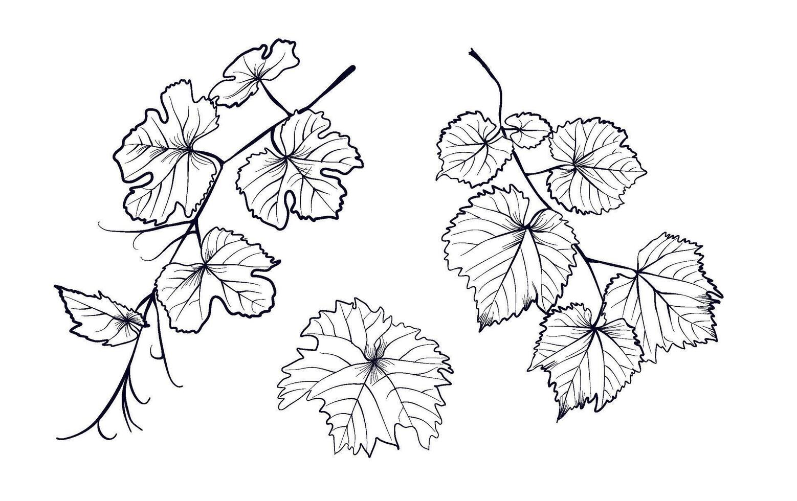 a set of black and white hand drawings of leaves and branches of grapes vector