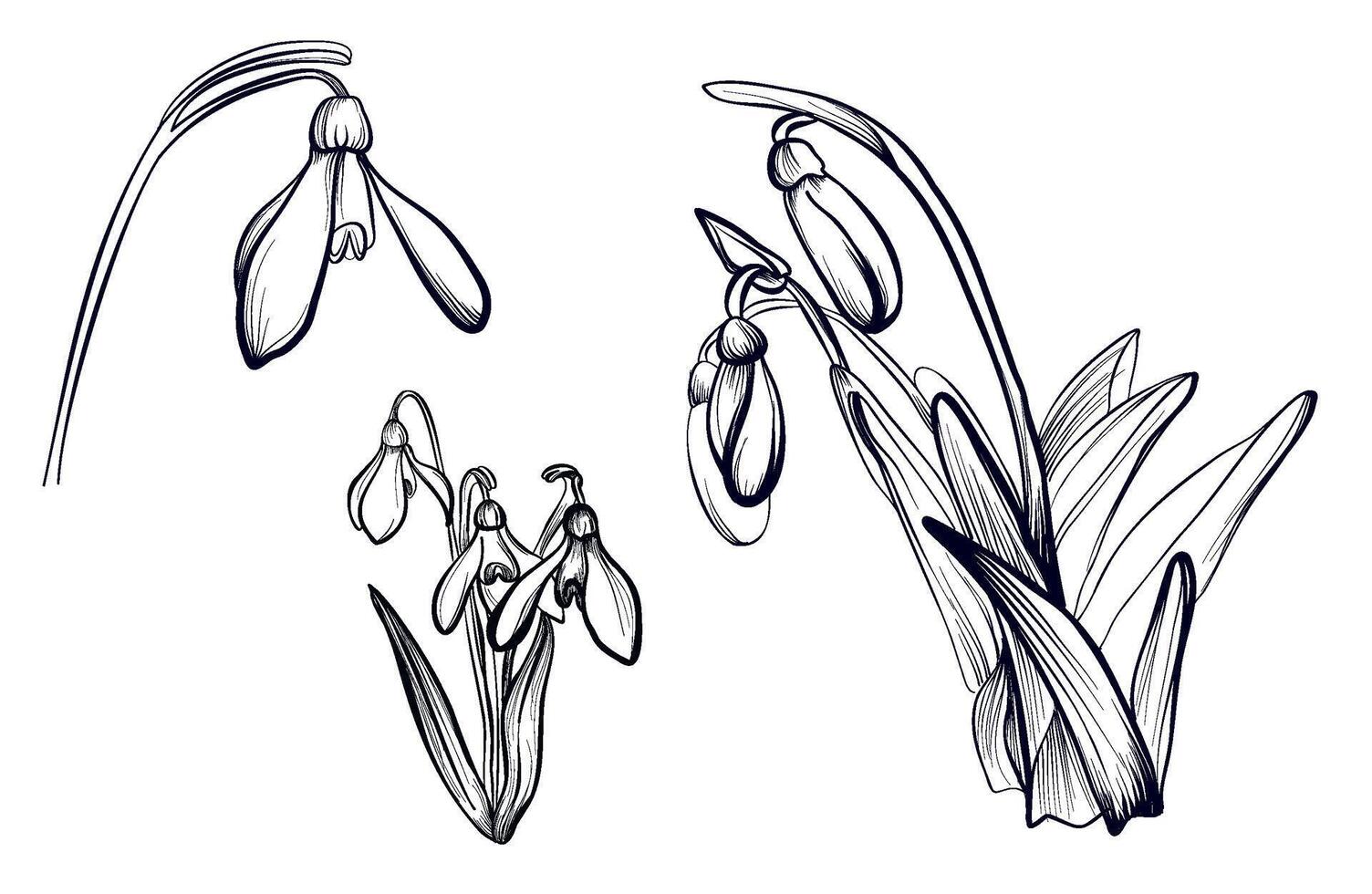 set of black and white hand-drawn drawings of snowdrop flowers illustration vector