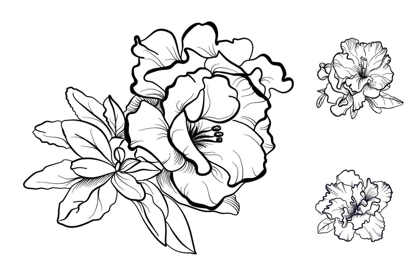 a set of hand-drawn azalea flowers illustration vector