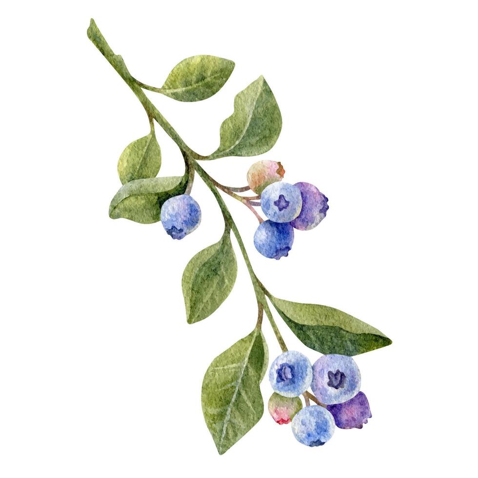 Watercolor blueberries branch, green leaves and ripe berries on white. Hand drawn botanical Illustration vector