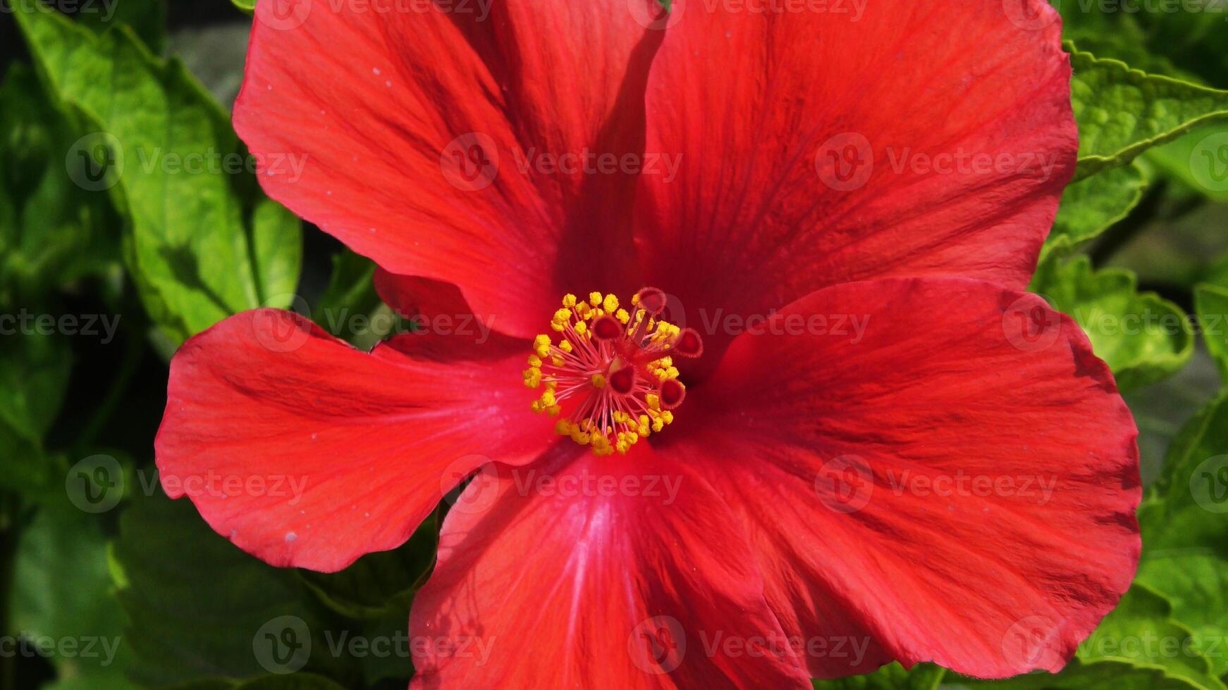 Closeup of red hibiscus flower photo