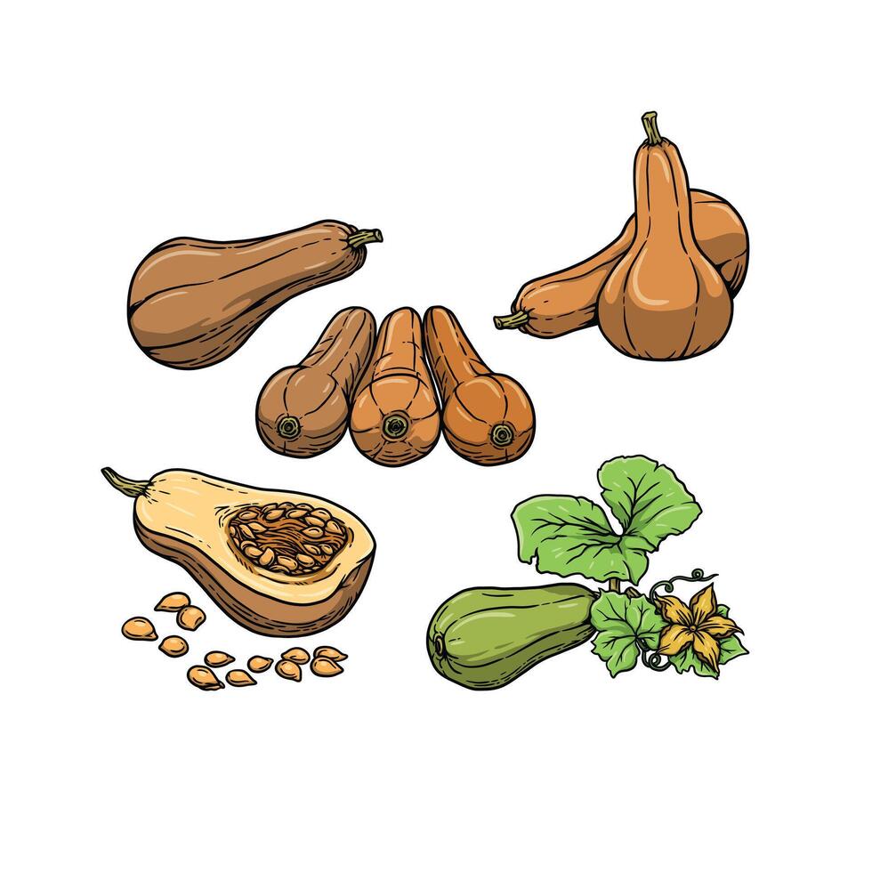 Butternut fruits in hand drawn style vector