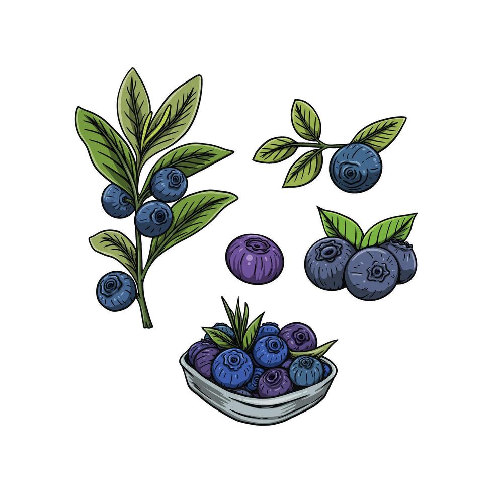 Blueberry fruits in hand drawn style vector