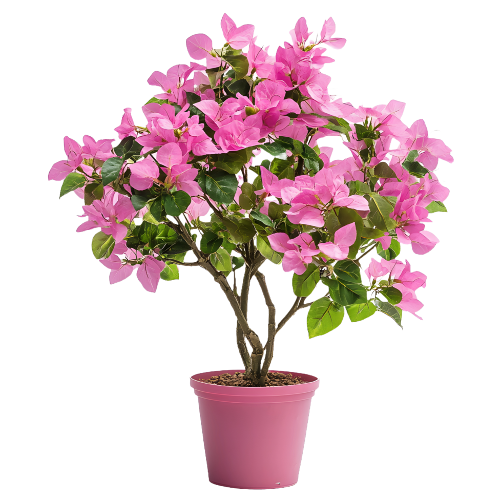 Stylish Bougainvillea Flower Plant with Round Pot, Perfect for Floral Displays and Covers png