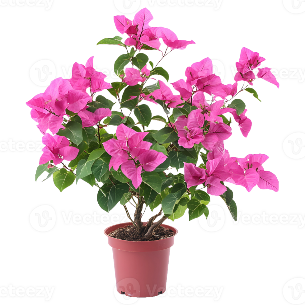 Brighten Your Space with This Bougainvillea Flower Plant in a Stylish Round Pot png