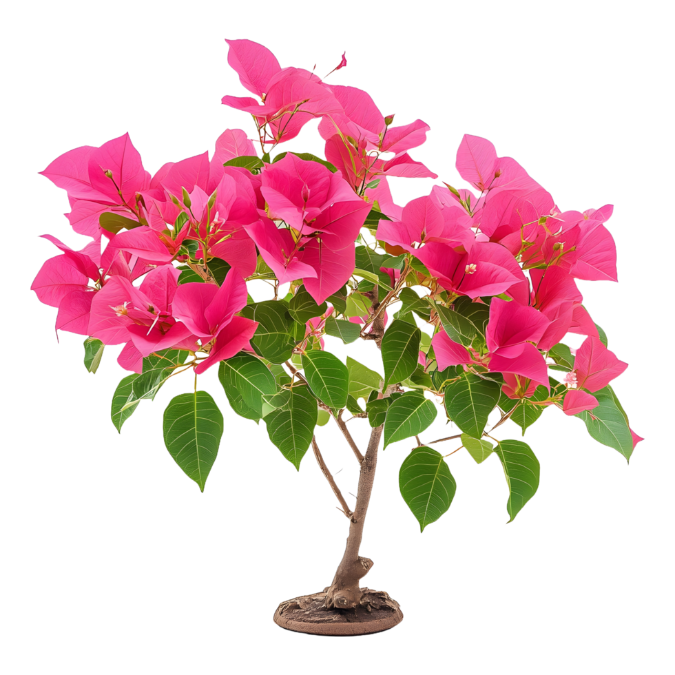 Pink Bougainvillea Flower Plant Tree Isolated on a Transparent Background for Stunning Visuals png