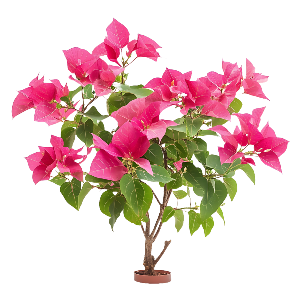 Vibrant Pink Bougainvillea Flower Plant Tree Isolated Perfect for Social Media and Marketing png