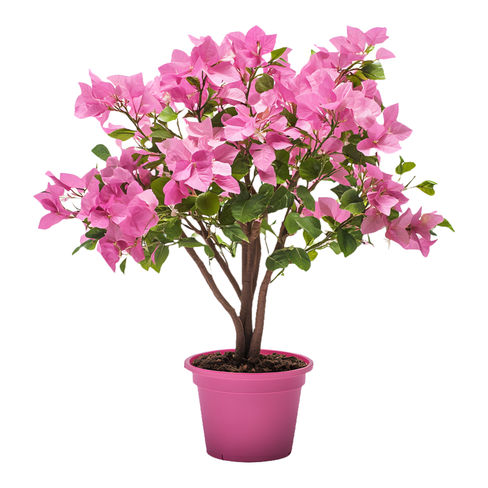Lovely Bougainvillea Flower Plant in Round Pot Isolated for Marketing and Advertising png