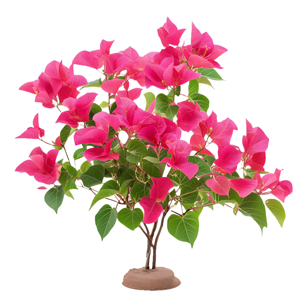 Stunning Pink Bougainvillea Flower Plant Tree Isolated on a Transparent Background for Marketing and Product Display png