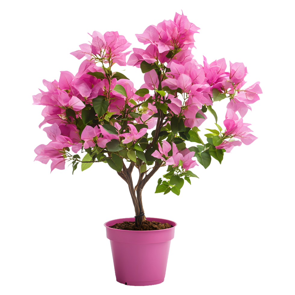 Elegant Bougainvillea Flower Plant in Round Pot A Touch of Nature for Any Setting png
