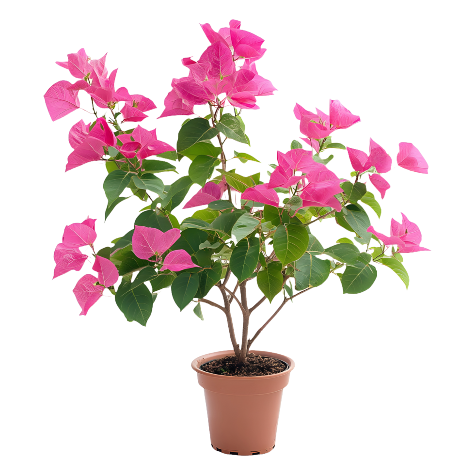 Lush Bougainvillea Flower Plant in Round Pot, Perfect for Product Banners and Social Media png