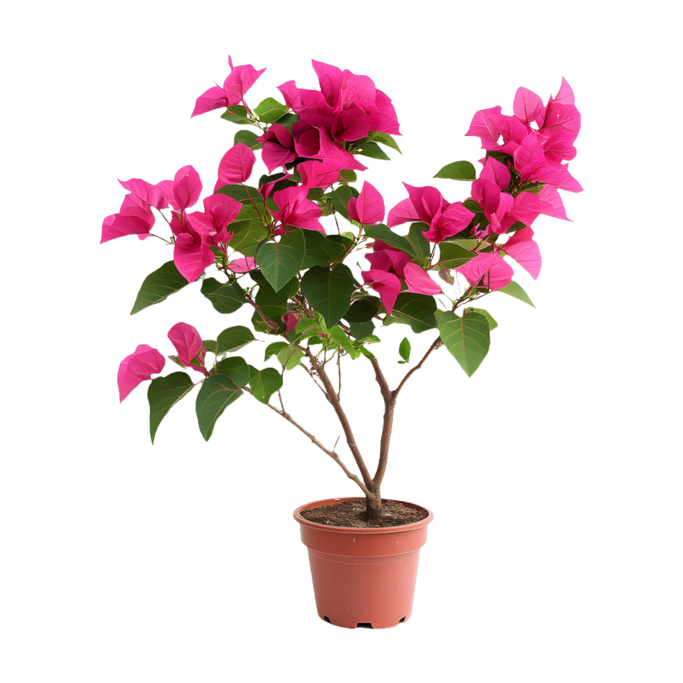 Charming Pink Bougainvillea Plant Isolated on a Transparent Background for Promotional Use png