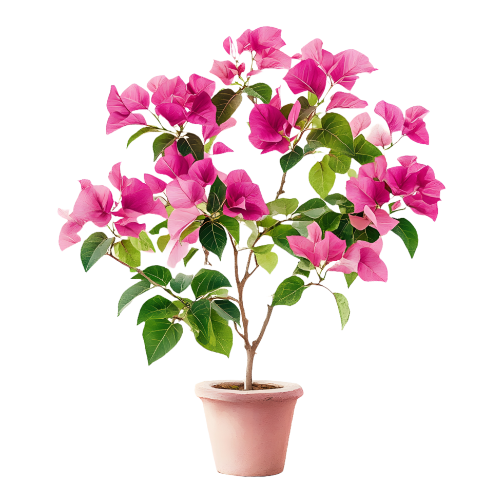 Colorful Pink Bougainvillea Flower Plant on Round Pot Isolated for Easy Marketing Use png