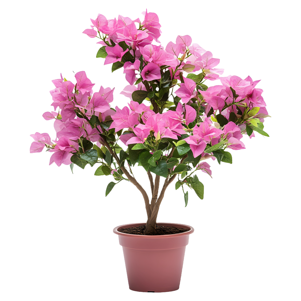 Beautiful Pink Bougainvillea Flower Plant on Round Pot for Your Floral Arrangements png