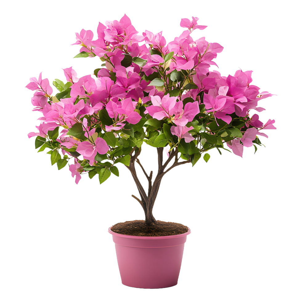 Vibrant Pink Bougainvillea Flower Plant in Round Pot Isolated on a Transparent Background png
