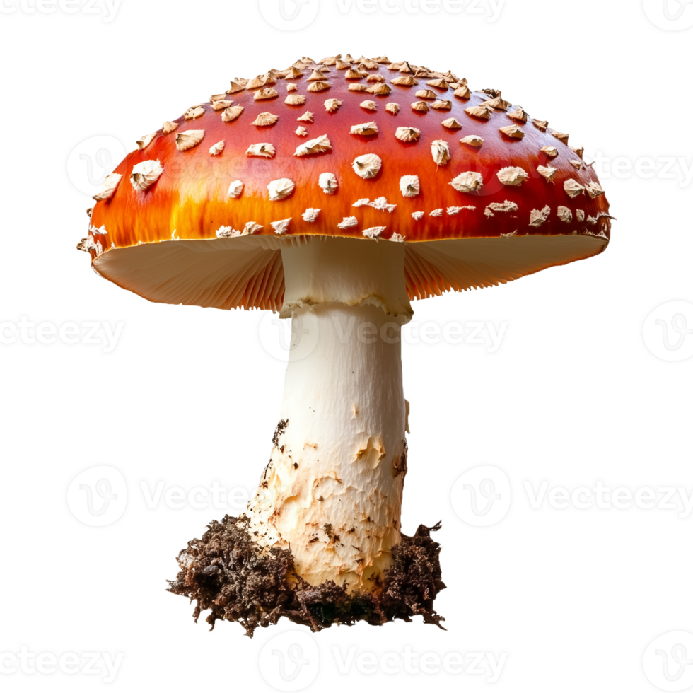 Whimsical Red Mushroom with White Spots Isolated on Transparent Background png