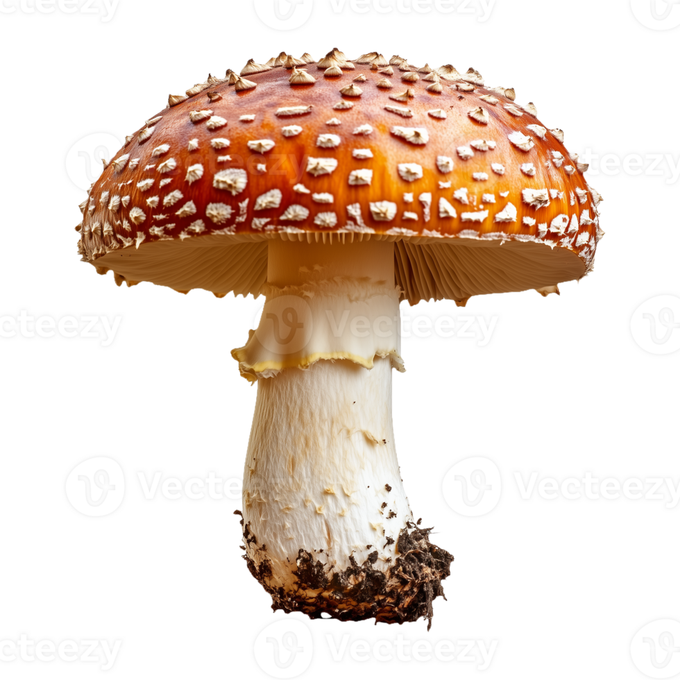 High-Resolution Red Mushroom Isolated on Transparent Background png
