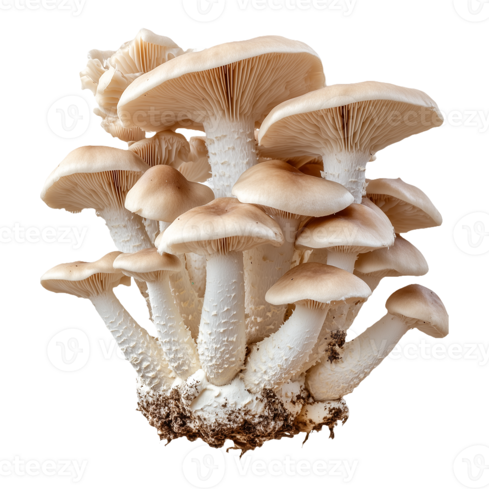 Oyster Mushrooms with White Caps and Brown Stems Group Isolated on Transparent Background png