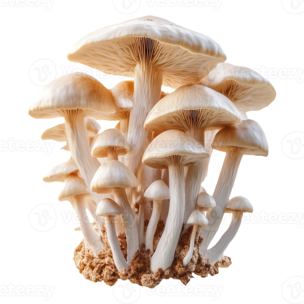 Fleshy Oyster Mushrooms with White Caps and Brown Stems Isolated on Transparent Background png