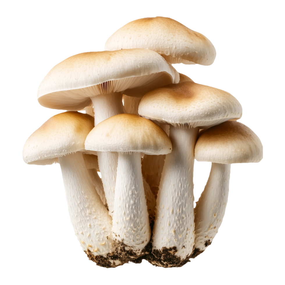 Group of Fleshy Oyster Mushrooms with White Caps and Brown Stems Isolated on Transparent Background png