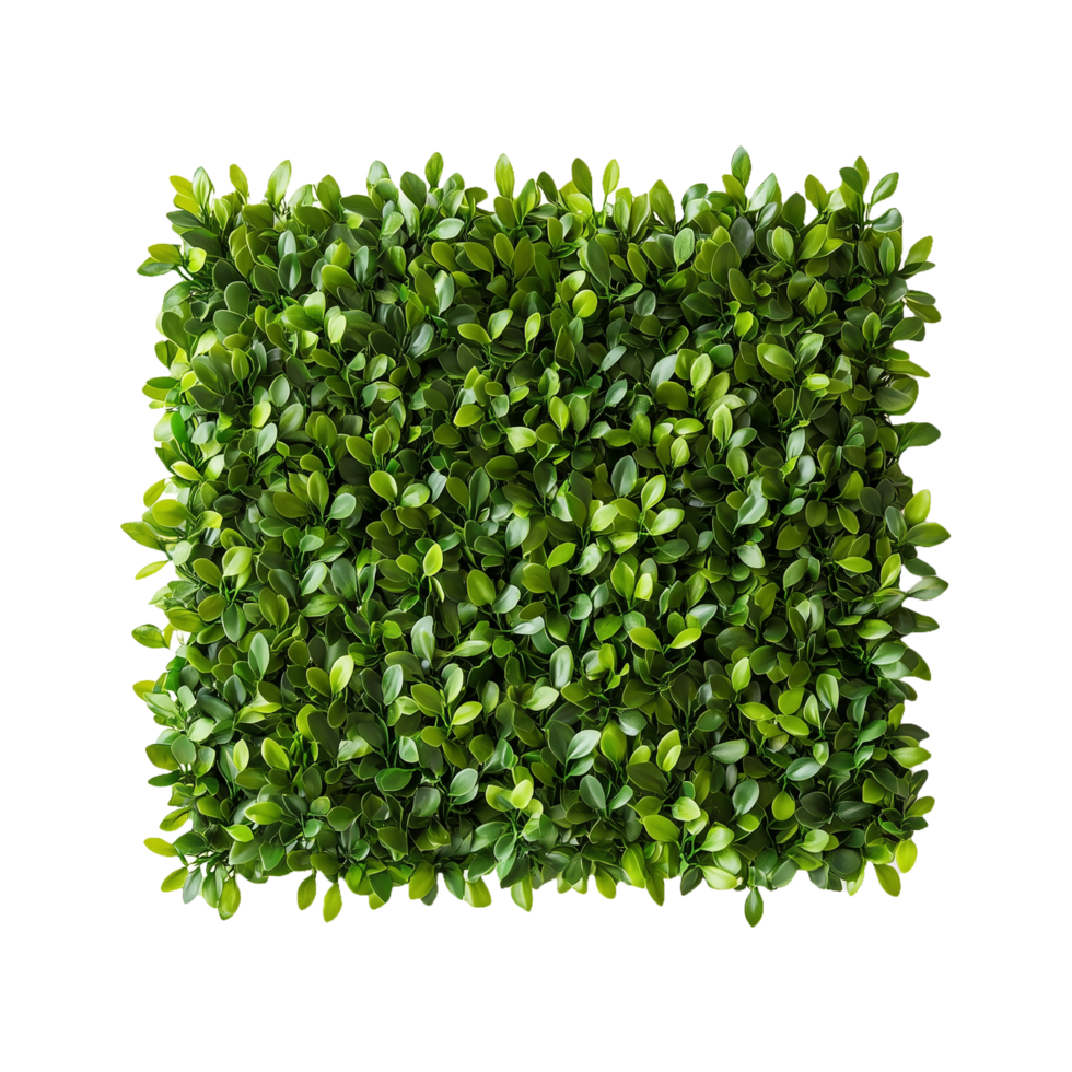Square of Boxwood Topiary Wall Art with Small and Large Green Leaves Isolated on Transparent Background png