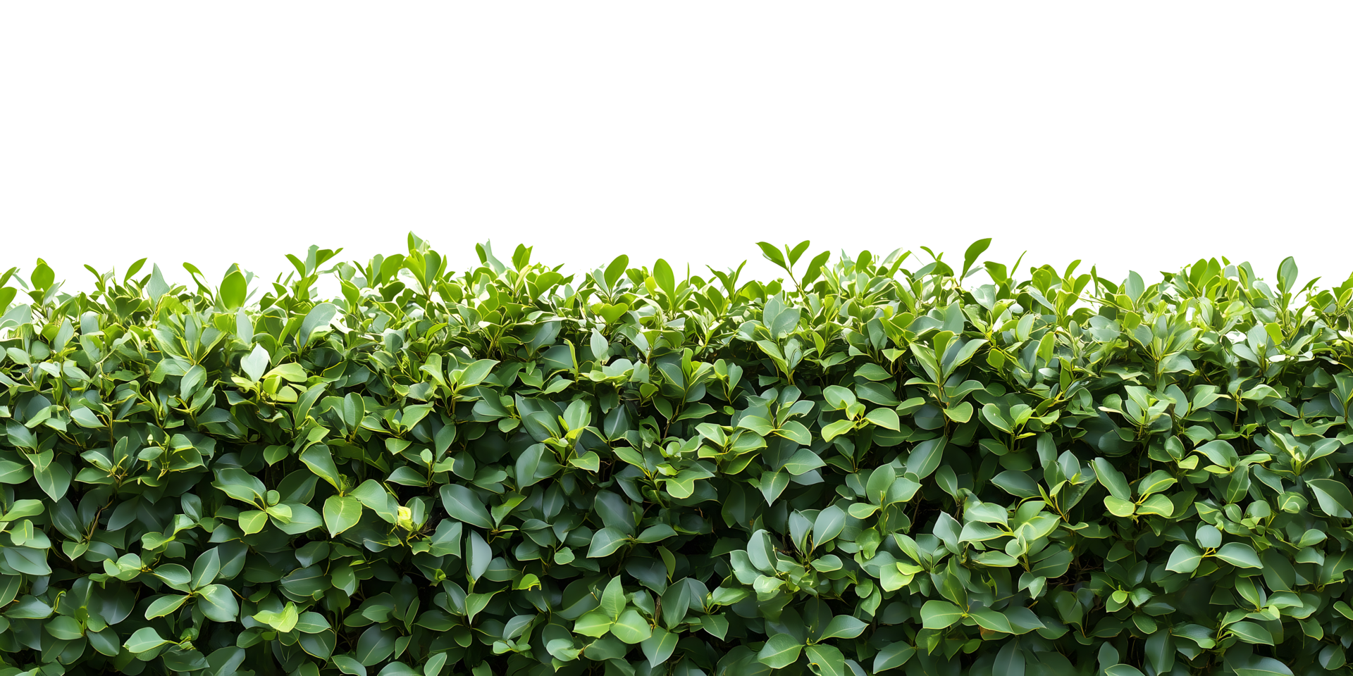 Lush Green Hedge Isolated on Transparent Background png