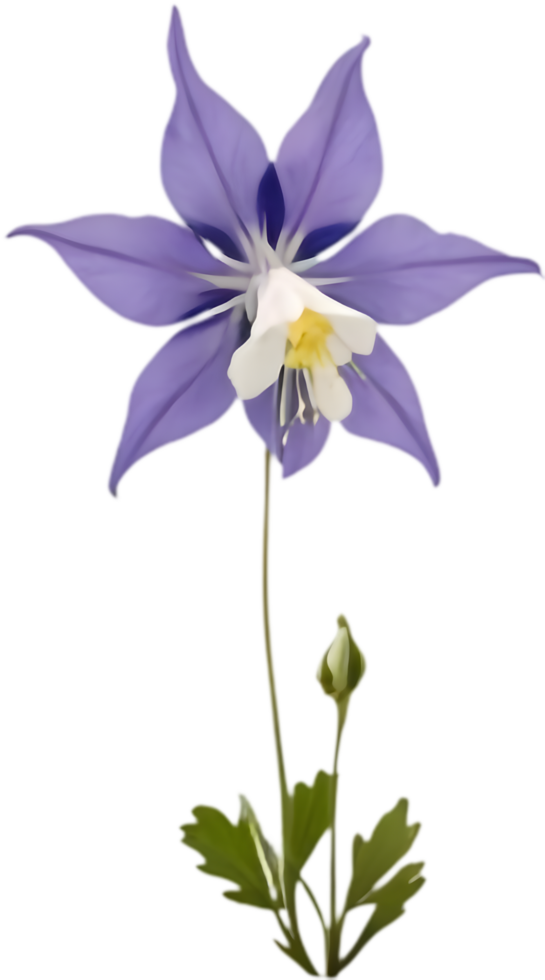 Bright Columbine flower illustration showing full bloom. . png