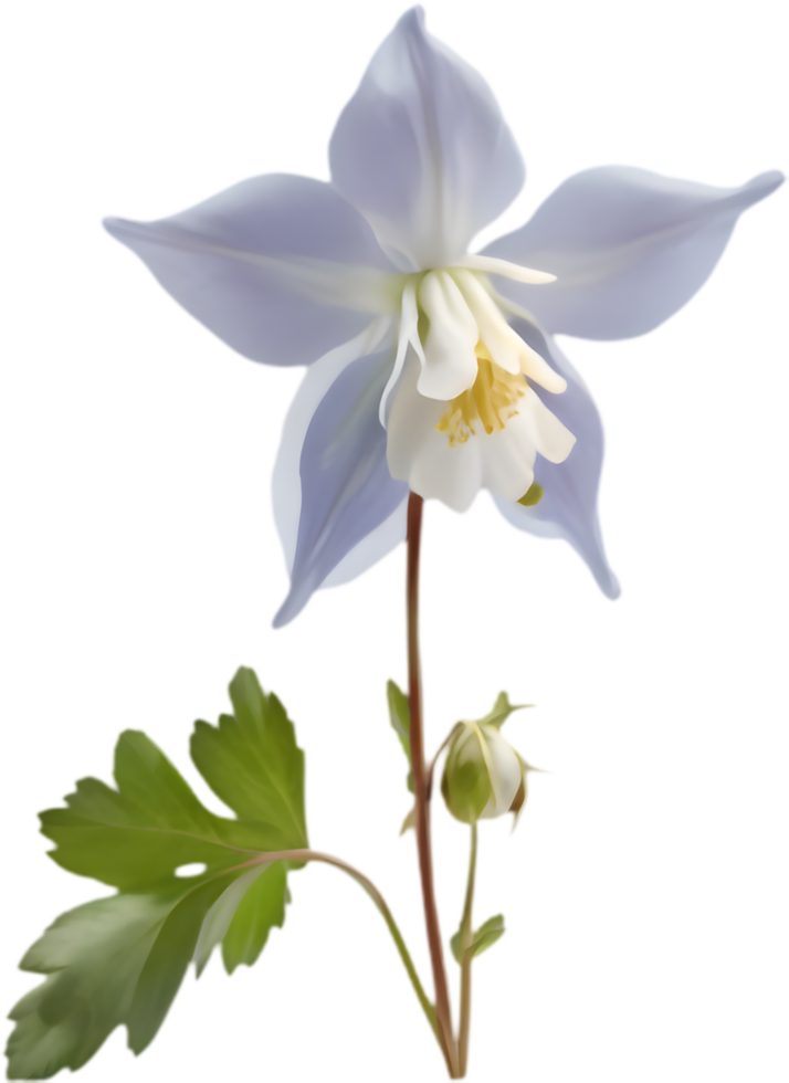 Stunning blooming Columbine flower clipart in high detail. . png