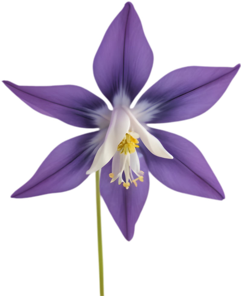Columbine flower clipart with blooming vibrant colors. . png