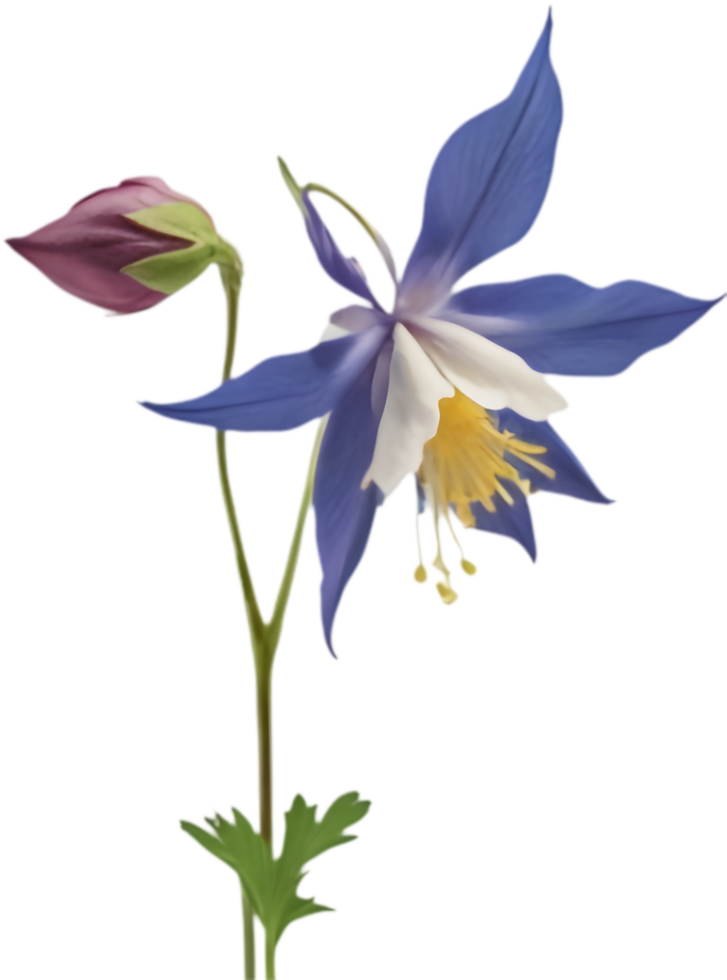 Beautiful Columbine flower clipart showing bloom stages. . png