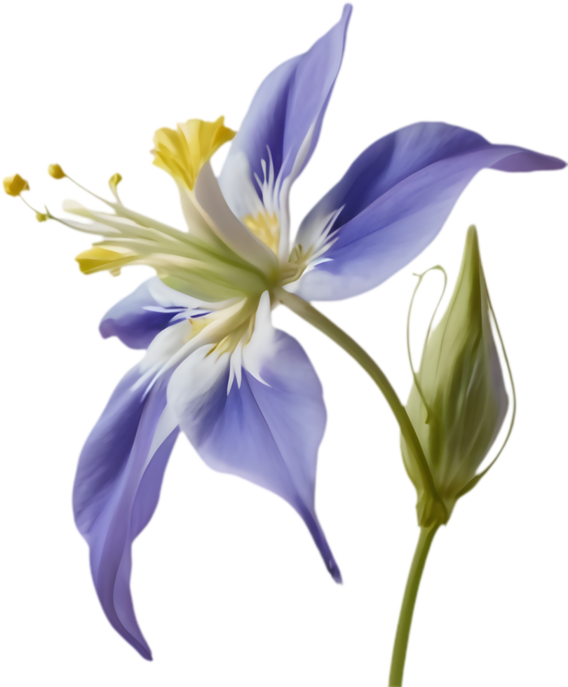 Vibrant blooming Columbine flower art with full color. . png