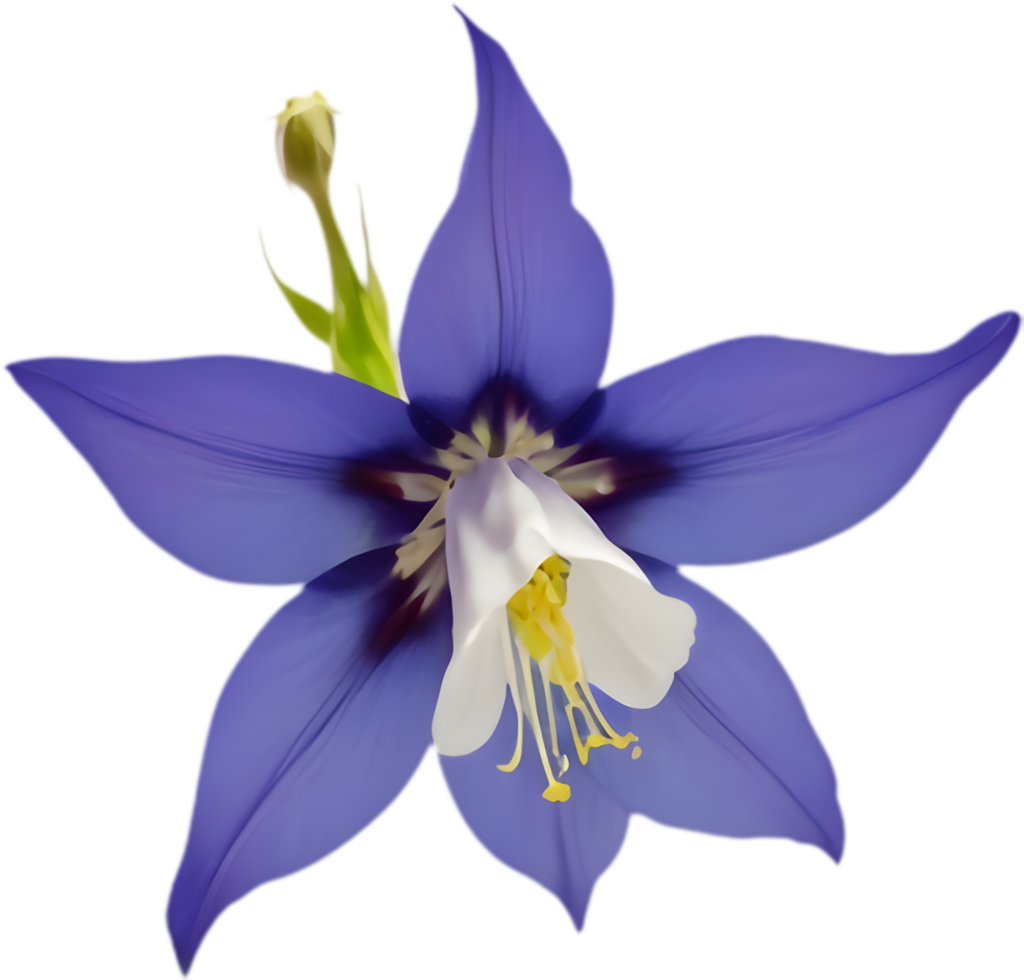 Full bloom Columbine flower clipart in vivid colors. . png