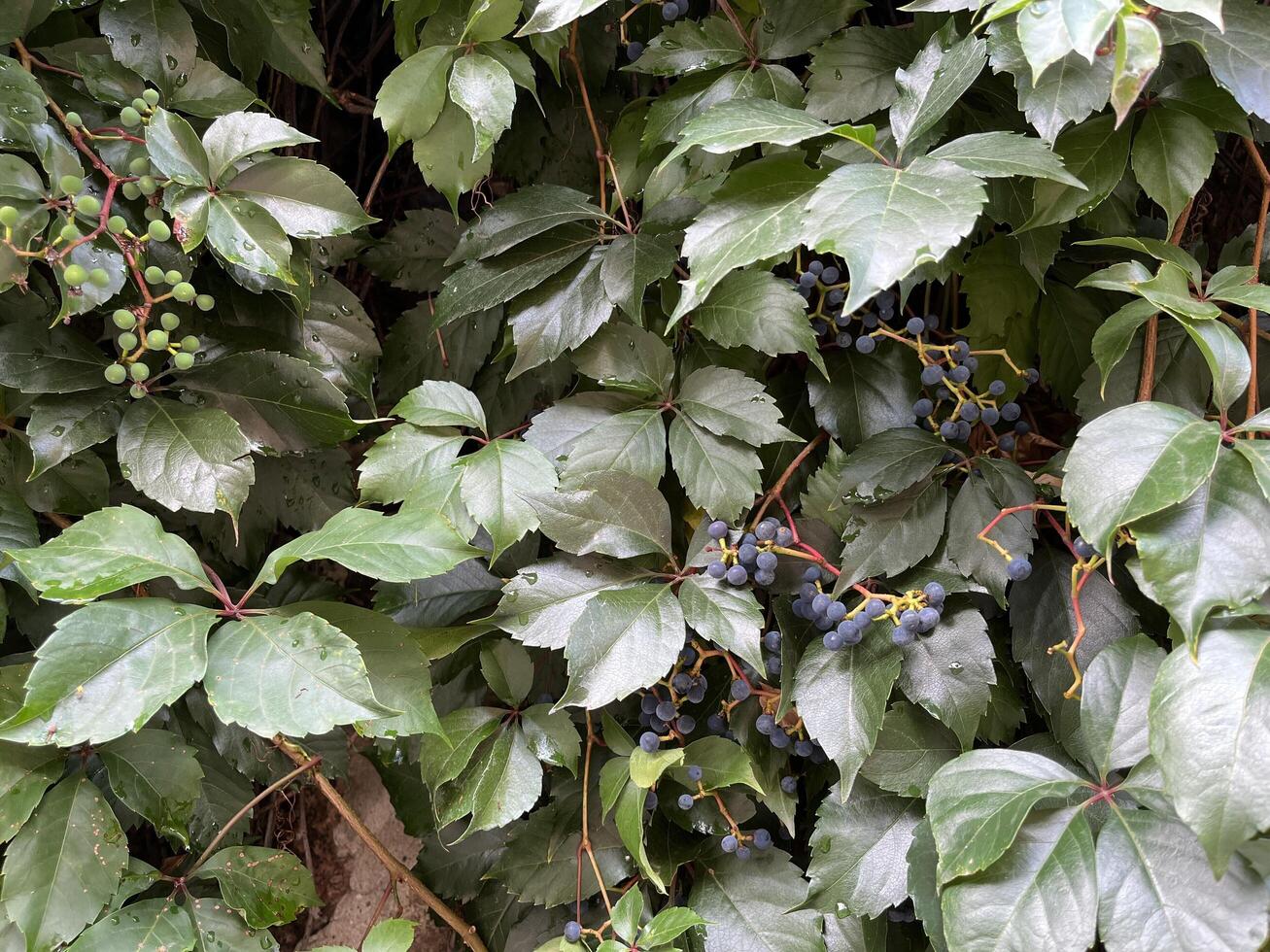 Natural background of vine's intricate, revealing the velvety texture of the leaves and the subtle variations in the berry colors. The tendrils, adorned with tiny droplets of morning dew photo