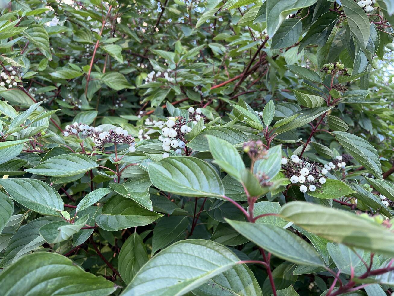 Selected focused of white berries of Cornus sericea, Redosier Dogwood. Nature background photo