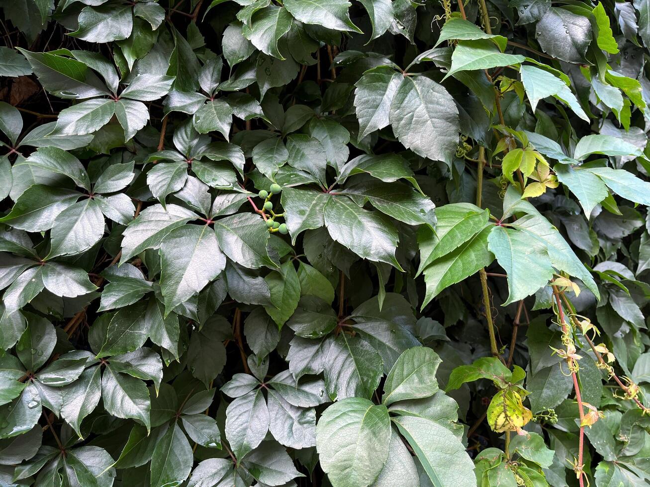 Nature background of a lush, vibrant vine with deep green leaves. The plant appears to be climbing a wall or fence. Close up photo