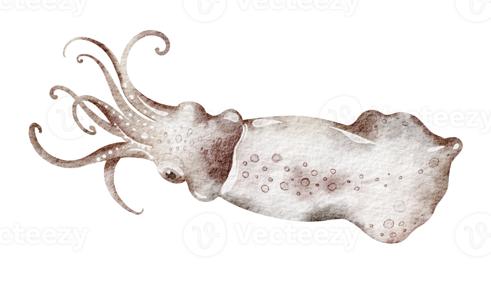 Watercolor Squid on isolated background. Hand drawn illustration of wild cuttlefish undersea animal with tentacles. Marine or ocean underwater life. Drawing seafood in cartoon style. png