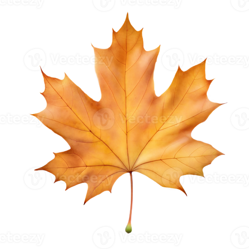 A Single Maple Leaf in Autumn png