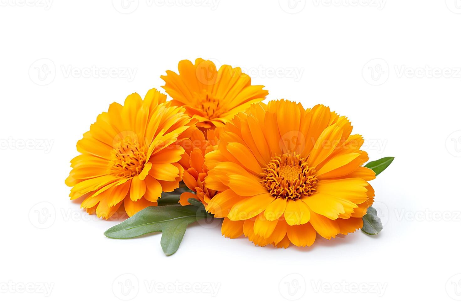 Calendula flowers isolated Marigold flower Medicinal herbs photo