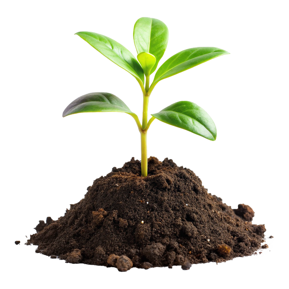 A small plant growing in the dirt png