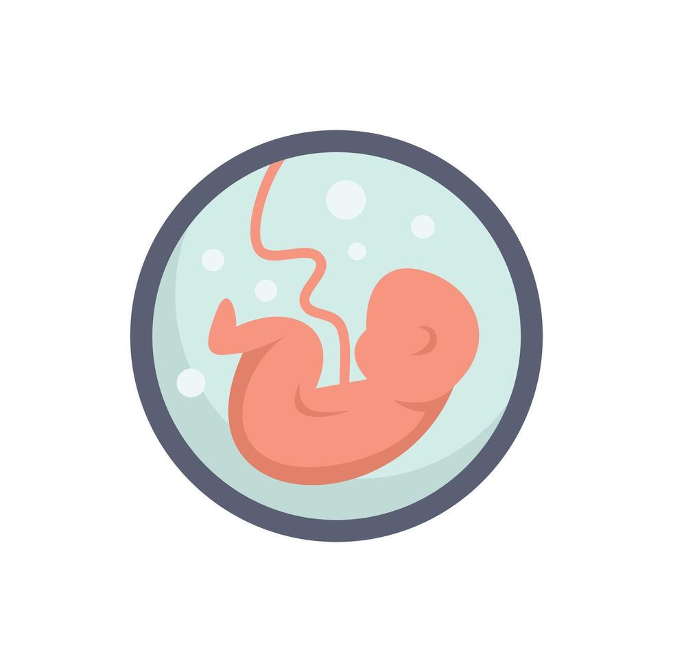 Human embryo growing inside mother's womb with umbilical cord visible vector