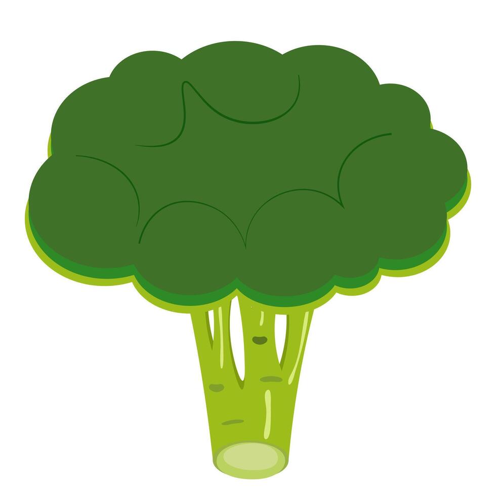 Green vegetable broccoli on white background vector
