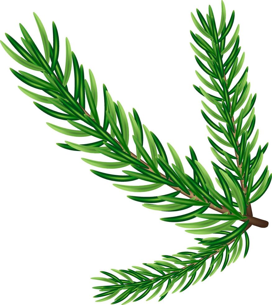 Green fir branch, graphic design vector