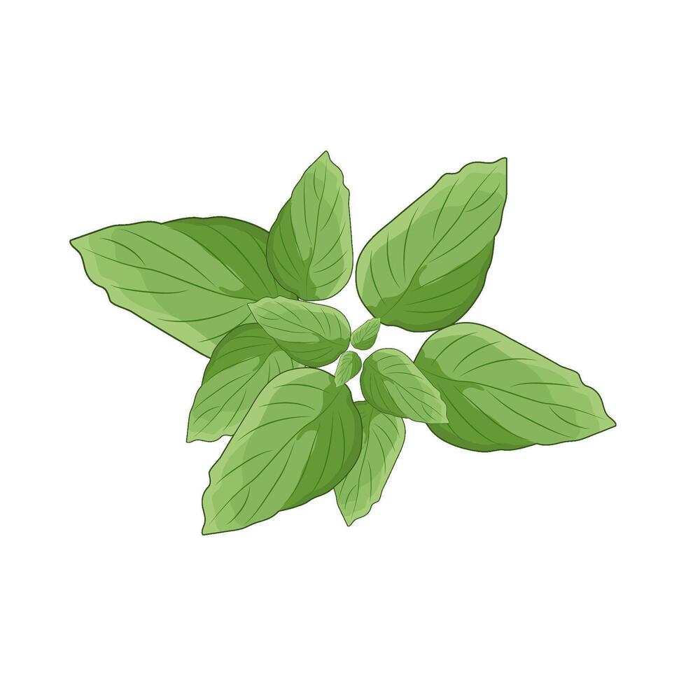 illustration of basil leaf vector