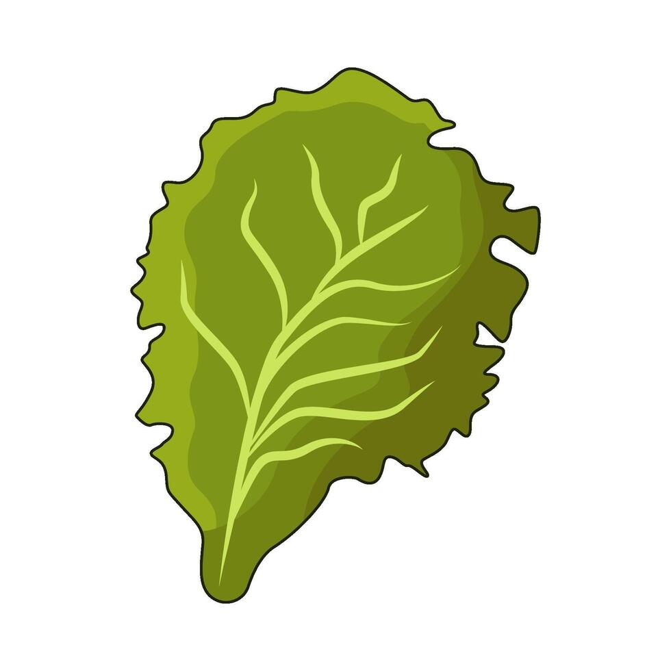 illustration of lettuce vector