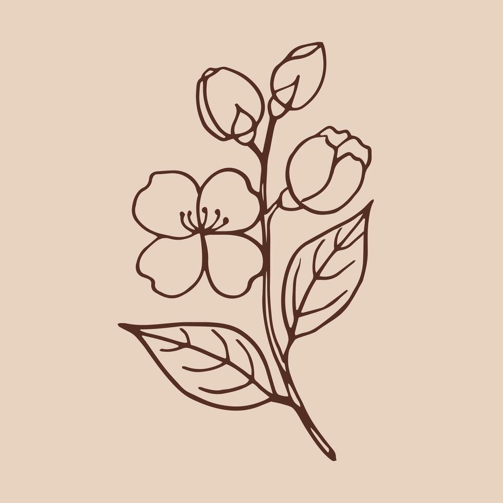 Flower of jasmine. Hand drawn illustration in outline style. vector