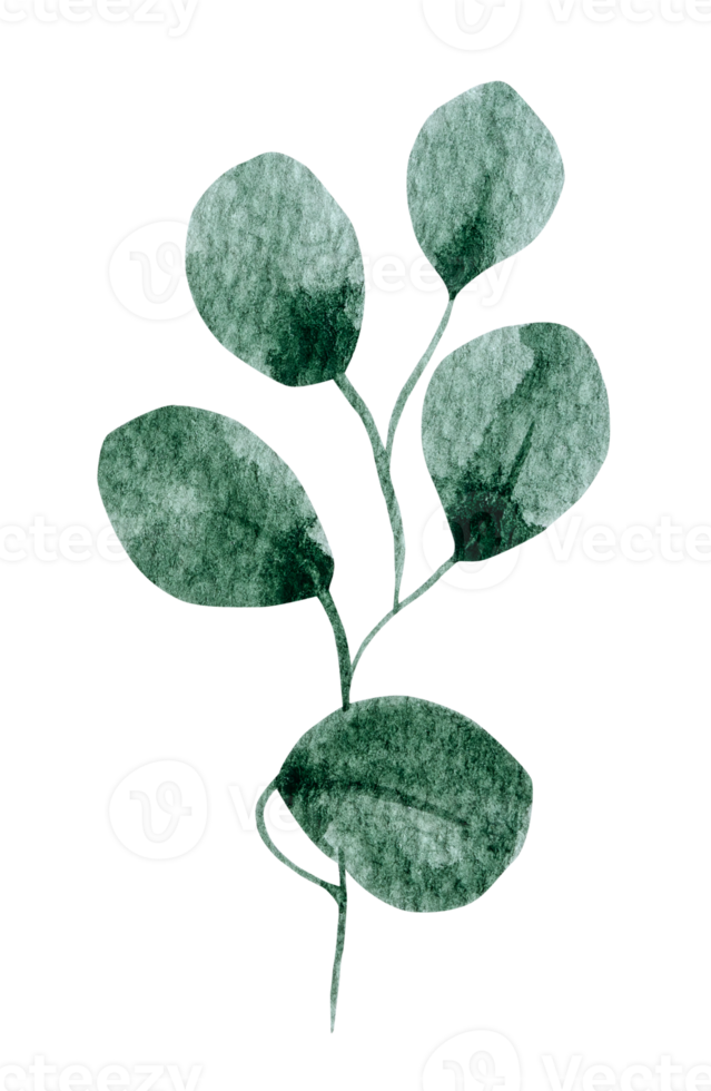 Green leaf watercolor png