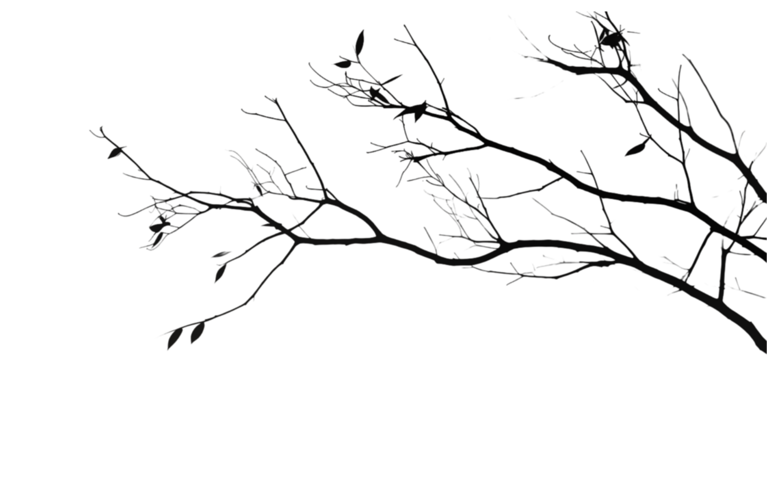 A black and white photo of a tree in the dark png