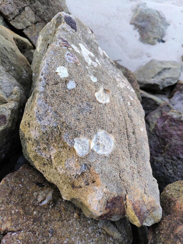 Fossil shells on rocks photo