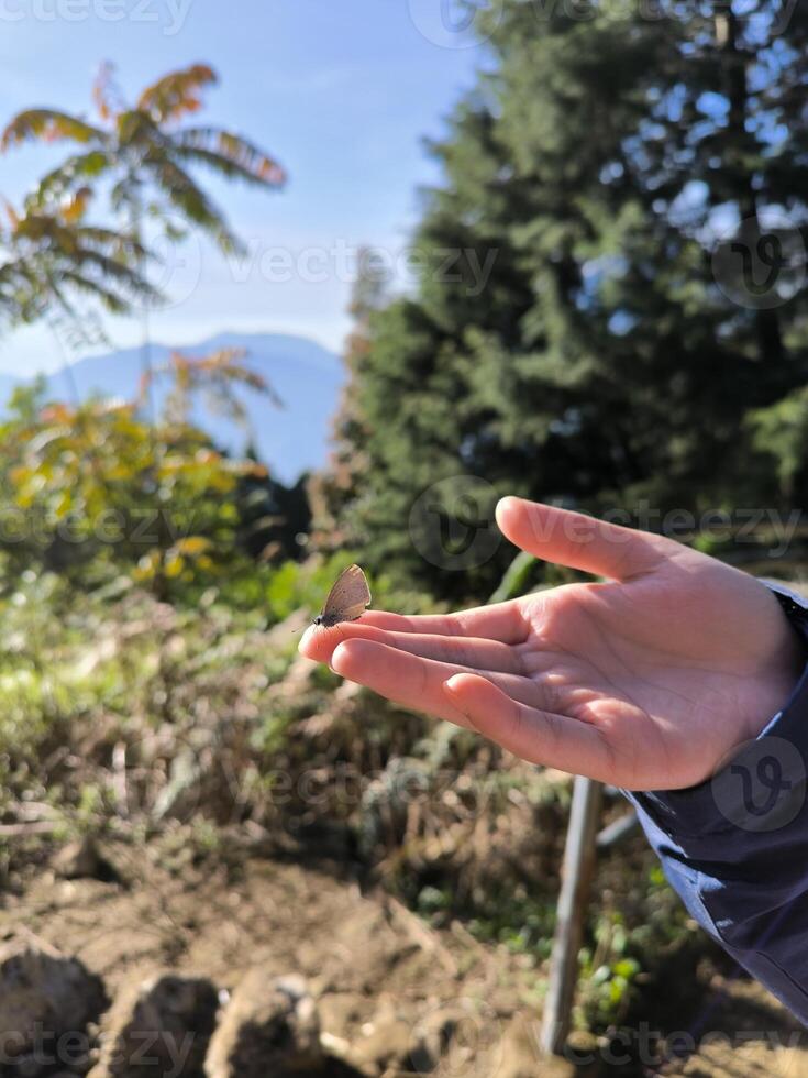 A small butterfly landed on a girl's fingertip photo