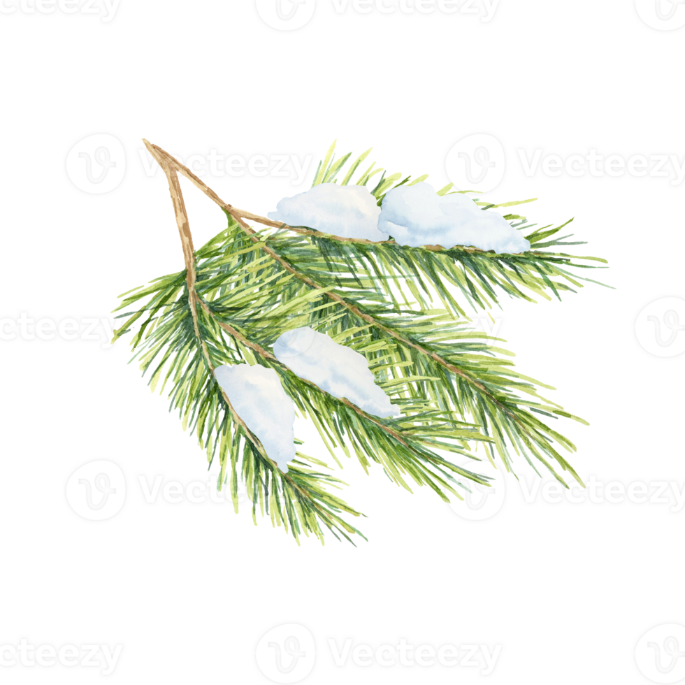 A green spruce branch with fine needles and a touch of snow, Fir, cedar, pine watercolor twig. Isolated clipart for winter event invitations, holiday gift wrap, or festive home decor patterns png